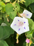 Volubilis (Ipomoea purpurea)