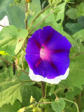 Volubilis (Ipomoea purpurea)