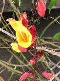 La Liane de Mysore (Thunbergia mysorensis)