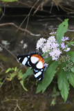 Hypolimnas dexithea
