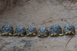 Tortues étoilées