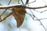 Papillon: Charaxes antamboulou