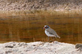 Pluvier  triple collier - Three-banded Plover
