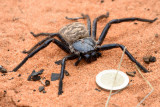 Une énorme araignée du genre Damastus