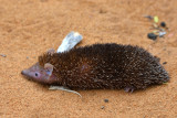 Petit Tenrec-Hérisson