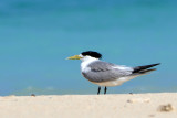 Sterne hupp - Greater crested Tern