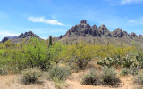 The desert surrounding Walcott Peak and Ragged Top Mountain in Ironwood Forest National Monument