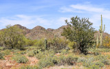 View of the mountains and an Ironwood tree in Ironwood Forest National Monument