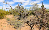 A dead Ironwood tree in Ironwood Forest National Monument