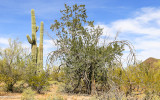 Saguaro cacti next to a large Ironwood tree in Ironwood Forest National Monument