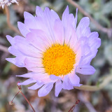Blooming flower in Joshua Tree National Park