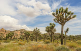 Clouds over the Joshua Tree forest along the Keys View Road in Joshua Tree National Park