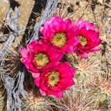 Hedgehog Cactus flowers in Santa Rosa & San Jacinto Mtns NM