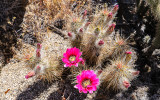 Blooming Hedgehog cactus along the Palms to Pines Scenic Byway in Santa Rosa & San Jacinto Mtns NM