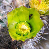Cactus bloom in Santa Rosa & San Jacinto Mtns NM