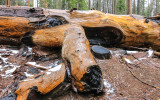 Arm of a fallen Giant Sequoia detached from the trunk in Giant Sequoia NM - South