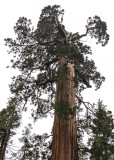 Sequoia with top sheared off along the Trail of 100 Giants in Giant Sequoia NM - South