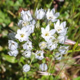 Wildflowers in the Hetch Hetchy Valley of Yosemite NP