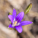 Harvest Brodiaea blooming in the Hetch Hetchy Valley of Yosemite NP