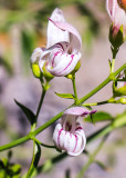 Yawning Penstemons blooming in the Hetch Hetchy Valley of Yosemite NP