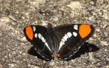 Butterfly close up in the Hetch Hetchy Valley of Yosemite NP