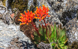 Blooming succulent in the Hetch Hetchy Valley of Yosemite NP