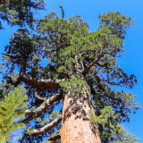 Looking up at the Grizzly Giant Sequoia in the Mariposa Grove in Yosemite National Park