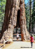The California Tunnel Tree in the Mariposa Grove in Yosemite National Park