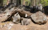 Tree limb on the rocks in the Mariposa Grove in Yosemite National Park
