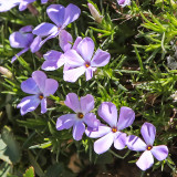 Spreading Phlox flowers on top of Sentinel Dome in Yosemite National Park