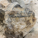Allosaurus bone at the Cleveland Lloyd-Dinosaur Quarry in Jurassic National Monument