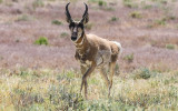 Pronghorn Antelope on the prairie in Jurassic National Monument