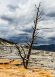 Dead tree on the Upper Terrace at Mammoth Hot Springs in Yellowstone National Park