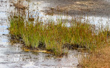 Grasses thriving in the warm waters of the Norris Geyser Basin in Yellowstone National Park