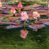 Flowers growing on a Snake River pond at Schwabacher Landing in Grand Teton National Park
