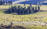 Herd of Bison in the Lamar Valley of Yellowstone National Park