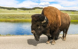Bison with no place in particular to go holding up traffic in the Hayden Valley of Yellowstone National Park