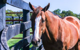 California Chrome at Taylor Made Farm