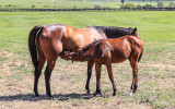 Foal nurses from mare Dr Fager’s Gal at Taylor Made Farm