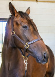 Impetuous Youth, 8 year old mare, at Taylor Made Farm