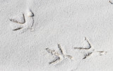 Tracks in the white beach sand in Gulf Islands National Seashore