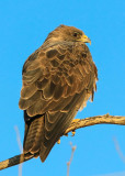 A hawk on a tree branch in Buenos Aires NWR
