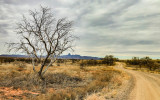 Along the Pronghorn Loop Road with Baboquivari Peak in the distance in Buenos Aires NWR