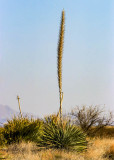 A yucca plant in Buenos Aires NWR