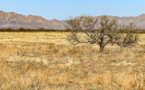 A single tree on the grasslands of Buenos Aires NWR