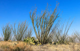 Ocotillo plants in full sunlight on the hills of Buenos Aires NWR