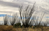 Ocotillo plants under overcast skies on the hills of Buenos Aires NWR
