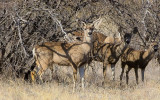 Mule deer in the short brush in Buenos Aires NWR