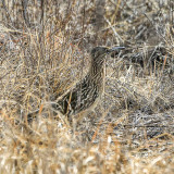 A roadrunner in the brush in Buenos Aires NWR