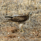 A hawk on the ground in Buenos Aires NWR